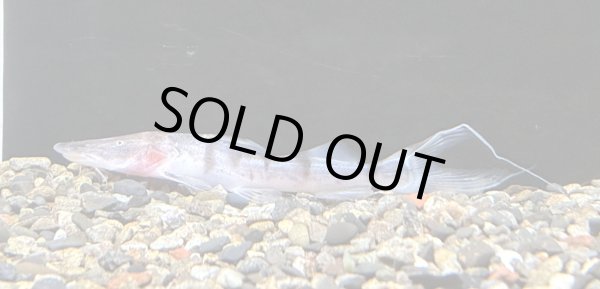 画像1: ゼブラキャット(7cm±)WILD (1)