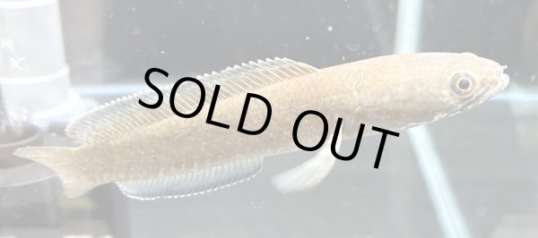 画像1: チャンナ ビプリ(11cm±)WILD★ (1)