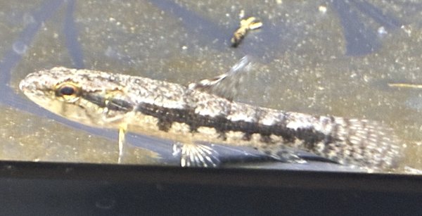 画像1: ホプリアス(6cm±)WILDペルー★ (1)