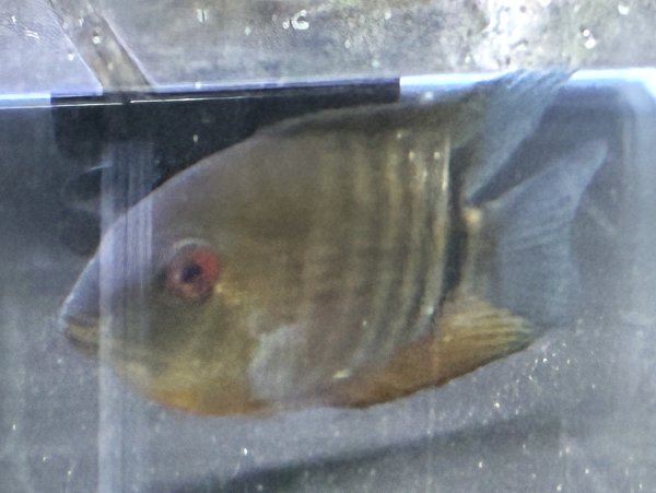 画像1: へロス セベラム リベリフェール リオクラーレ(12cm±)WILD★ (1)