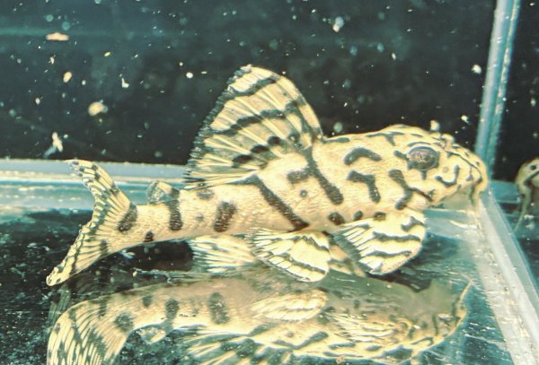 画像5: リアルメガクラウンゼブラプレコ L-236 1ペア(7cm±)国産ブリード (5)