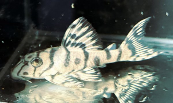 画像4: リアルメガクラウンゼブラプレコ L-236 1ペア(7cm±)国産ブリード (4)