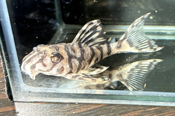 画像2: リアルメガクラウンゼブラプレコ L-236 1ペア(7cm±)国産ブリード (2)