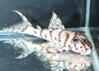 画像1: リアルメガクラウンゼブラプレコ L-236 1ペア(7cm±)国産ブリード (1)