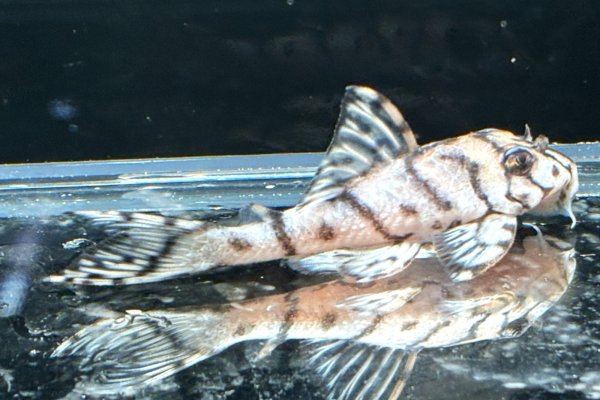 画像2: リアルメガクラウンゼブラプレコ L-236 1ペア(7cm±)国産ブリード (2)