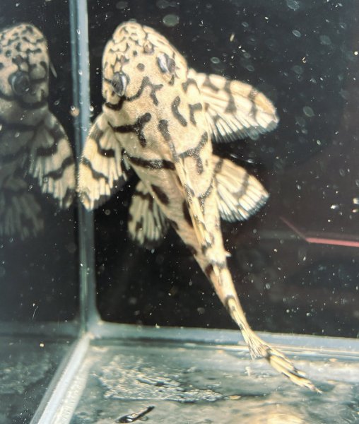 画像7: リアルメガクラウンゼブラプレコ L-236 1ペア(7cm±)国産ブリード (7)