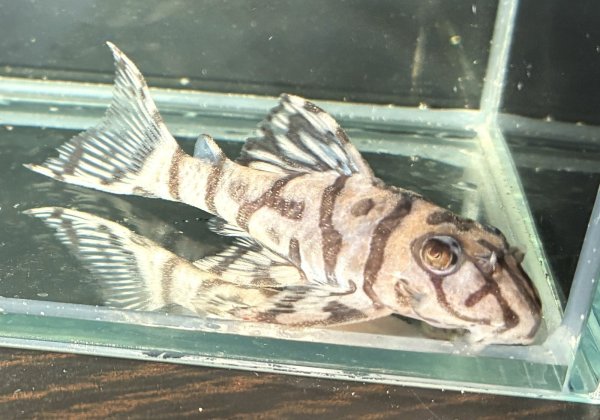 画像1: リアルメガクラウンゼブラプレコ L-236 1ペア(7cm±)国産ブリード (1)