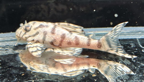 画像4: リアルメガクラウンゼブラプレコ L-236 1ペア(7cm±)国産ブリード (4)