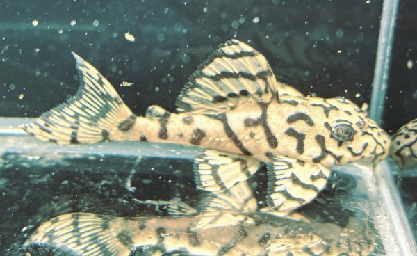 画像4: リアルメガクラウンゼブラプレコ L-236 1ペア(7cm±)国産ブリード (4)