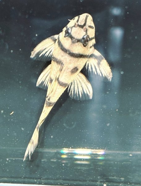 画像5: リアルメガクラウンゼブラプレコ L-236 1ペア(7cm±)国産ブリード (5)