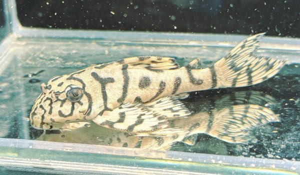 画像6: リアルメガクラウンゼブラプレコ L-236 1ペア(7cm±)国産ブリード (6)