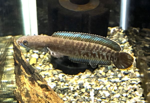 画像1: チャンナレッドアンドラオ(7cm±)上物★ (1)