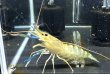画像2: オニテナガエビ メスのみ(20cm±)国産ブリード★ (2)