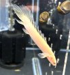画像2: ポリプテルス アルビノセネガルス ロングフィン(8cm±)★ (2)