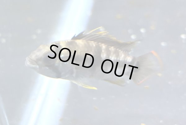 画像1: アピストグラマ バエンスヒ 1ペア EUブリード★ (1)