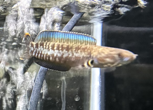 画像2: チャンナレッドアンドラオ(7cm±)上物★ (2)