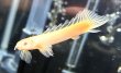 画像1: ポリプテルス アルビノセネガルス ロングフィン(8cm±)★ (1)