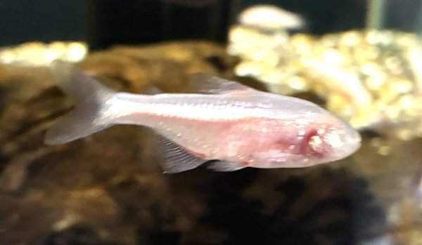 画像1: ブラインドケープカラシン★ (1)