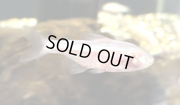 画像1: ブラインドケープカラシン★ (1)