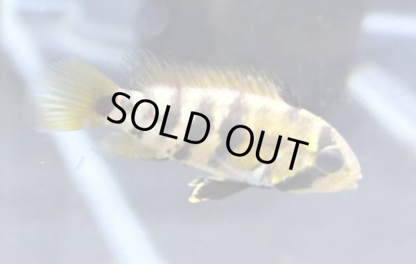 画像2: アピストグラマ バエンスヒ 1ペア EUブリード★ (2)