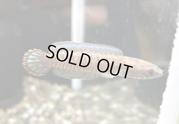 画像1: ブルーレインボー スネークヘッド(7cm±)WILD (1)