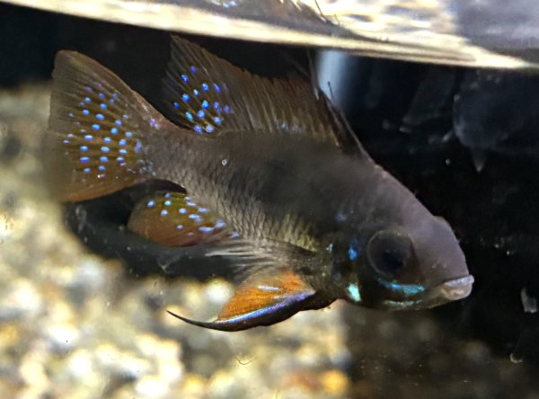 画像1: ダークナイトラミレジィ オスのみ (1)