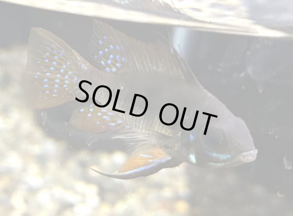 画像1: ダークナイトラミレジィ オスのみ (1)