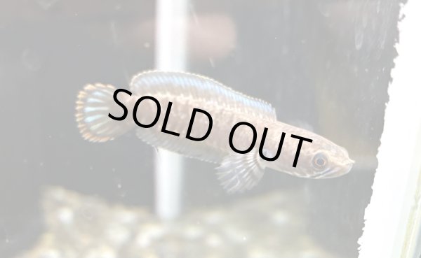 画像2: ブルーレインボー スネークヘッド(7cm±)WILD (2)