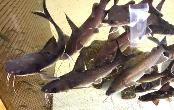 画像1: パプアンサーモンキャット(12cm±)WILD★ (1)