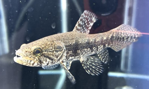 画像2: ホプリアスSP.タバジョス(11cm±)WILD★ (2)