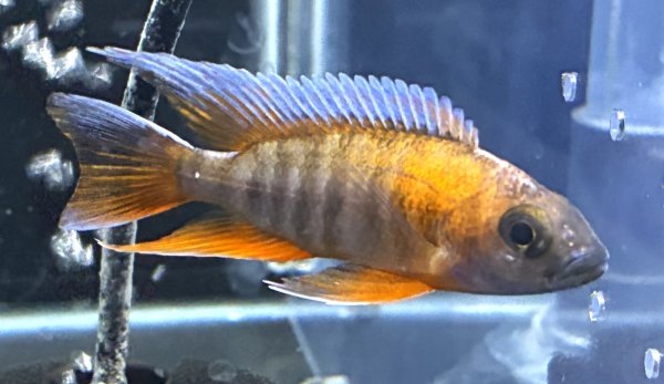 画像2: アウロノカラ ヤコブフレイベルギィ(7cm±)★ (2)