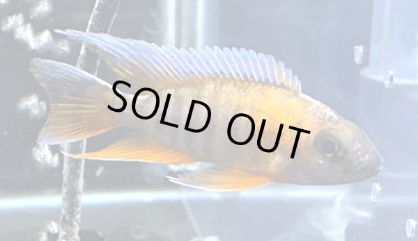 画像2: アウロノカラ ヤコブフレイベルギィ(7cm±)★ (2)