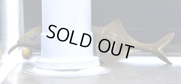 画像1: エレファントノーズフィッシュ(15cm±)WILD (1)