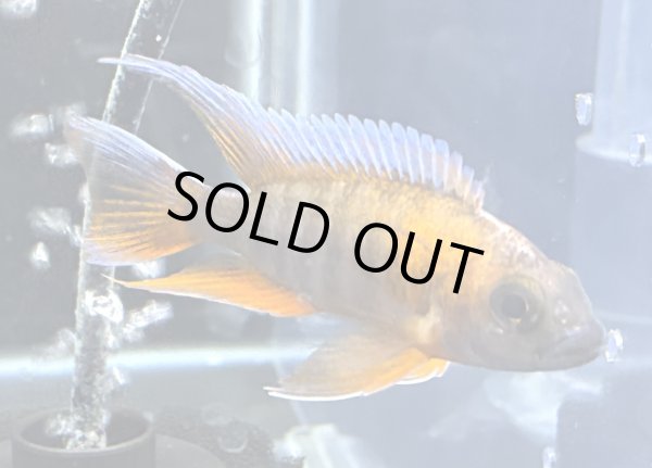 画像1: アウロノカラ ヤコブフレイベルギィ(7cm±)★ (1)