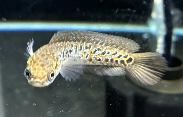 画像2: コウタイ レッドギャラクシー(6cm±)★ (2)