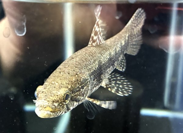 画像3: ホプリアスSP.タバジョス(11cm±)WILD★ (3)