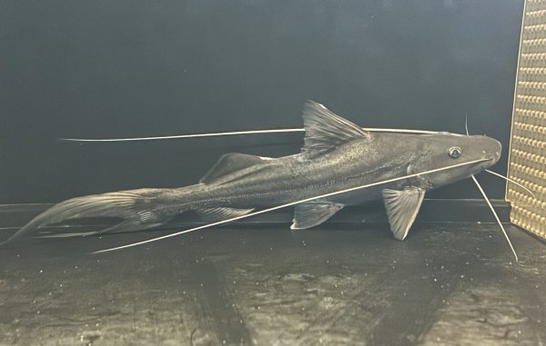 画像1: ピラムターバ(22cm±)WILDスリナム★ (1)