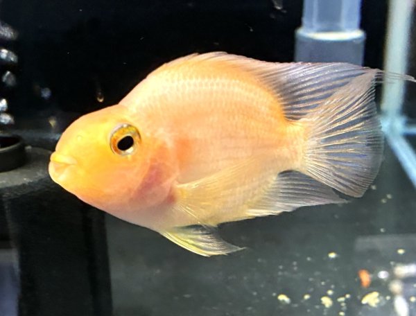 画像1: イエローパロットシクリッド(10cm±)★ (1)