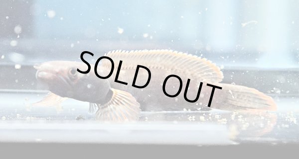 画像1: アイズファイヤー スネークヘッド(11cm±)WILD★ (1)