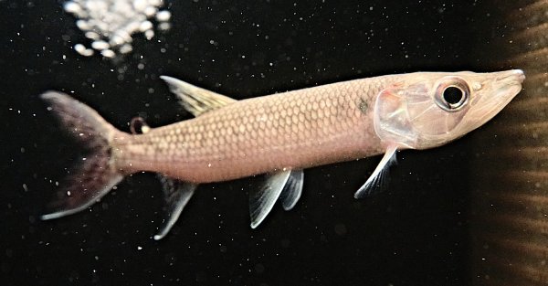 画像1: アフリカンパイクカラシン(16cm±)WILDナイジェリア★ (1)