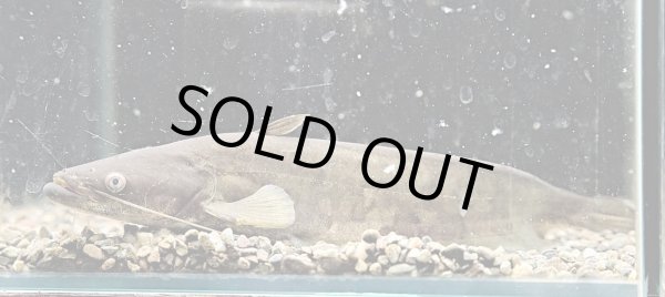 画像1: ビワコオオナマズ(22cm±)WILD▲ (1)