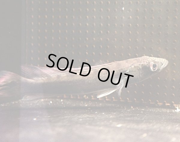 画像1: レッドパイクシクリッド(17cm±)WILDアタバポ★ (1)