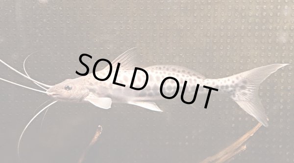 画像1: スポッテッドピニランプス(20cm±)WILDペルー★ (1)