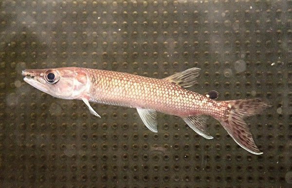 画像1: アフリカンパイクカラシン(16cm±)WILDナイジェリア★ (1)