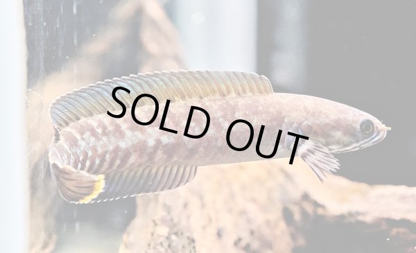 画像2: ブルーレインボー スネークヘッド(7cm±)WILD 上物 (2)