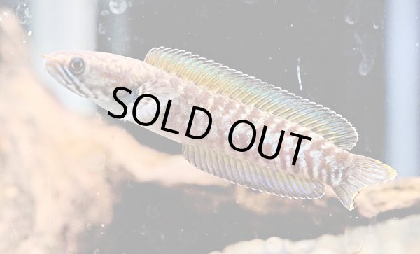 画像1: ブルーレインボー スネークヘッド(7cm±)WILD 上物 (1)