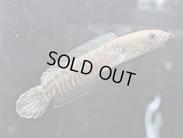 画像1: ブルーレインボー スネークヘッド(6cm±)WILD (1)