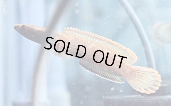 画像2: アイズファイヤー スネークヘッド(11cm±)WILD★ (2)