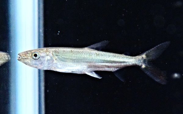 画像1: ゴライアス タイガーフィッシュ(8cm±)WILDコンゴ★ (1)