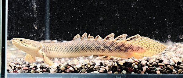 画像1: ポリプテルス パルマスポーリー(15cm±)WILD★ (1)